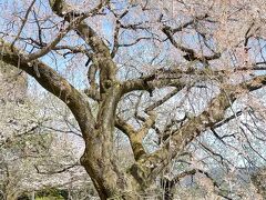 大石神社の横にある山科神社の前にあった一重の桜。
一週間前が見頃だったそうです。