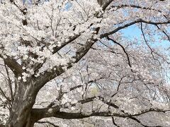 4/5
翌日には京阪石清水八幡宮から歩いて、
満開の背割り堤の桜を見に来ました。