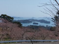 松島海岸が一望できる西行戻しの松へ
桜は開花前！残念でした。