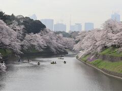 千鳥ヶ淵の満開桜