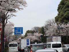 靖国通り　街路樹の桜満開
