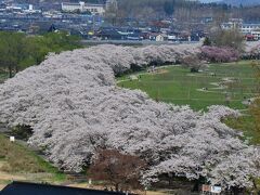 陣ヶ丘より。これは絶景です！
ここは樹齢が若いので花の付きがたわわです。