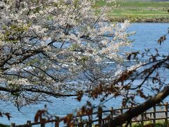 北上川と桜