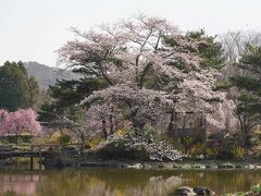 １２時に福島駅へ参加者が集合することになっていました。
午前中は朝8：00にホテルを出発し８：３０開園の緑水苑を訪れました。