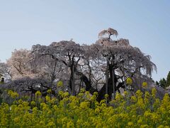 遅くなると駐車場が混んで入れなくなるとのことで早いですが16：00頃には三春滝桜へやってきました。人を隠すため前に菜の花を入れました。

