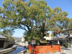 上賀茂神社から神官たちが社家を構えた明神川に沿って、大田神社方向に5分ほど行ったところに藤木社が建っています。上賀茂神社の末社で、明神川の守護神として信仰されていて、社を覆い隠すように樹齢500年と言われる大きなクスノキが生育しています。小さな社ですが、葵祭の時は神興渡御が行われ地元の人に守られている神社です。川沿いに土塀の家々が建ち並ぶ風情ある町並みは、静かで気持ちよく散策しました。
