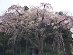 紅枝垂地蔵ザクラへやってきました。
桜の下にお地蔵様があります。
逆光なので少しくすんでいます。
