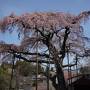 福島桜巡り　その4