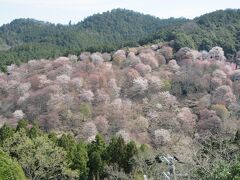 大峰連山北端約８㎞にわたる尾根を指す吉野山は桜の名所です。飛鳥時代に役行者によって開かれた金峯山寺を中心に修験者が集まった場所です。桜を見に行くために1か月以上前から旅の計画を立て、４月上旬に訪れようと京都に宿泊して開花状況を調べながら天気の良い日に訪れました。寺院や土産物店が並ぶ通りを下っていくと、所々から吉野山の桜を見ることができました。