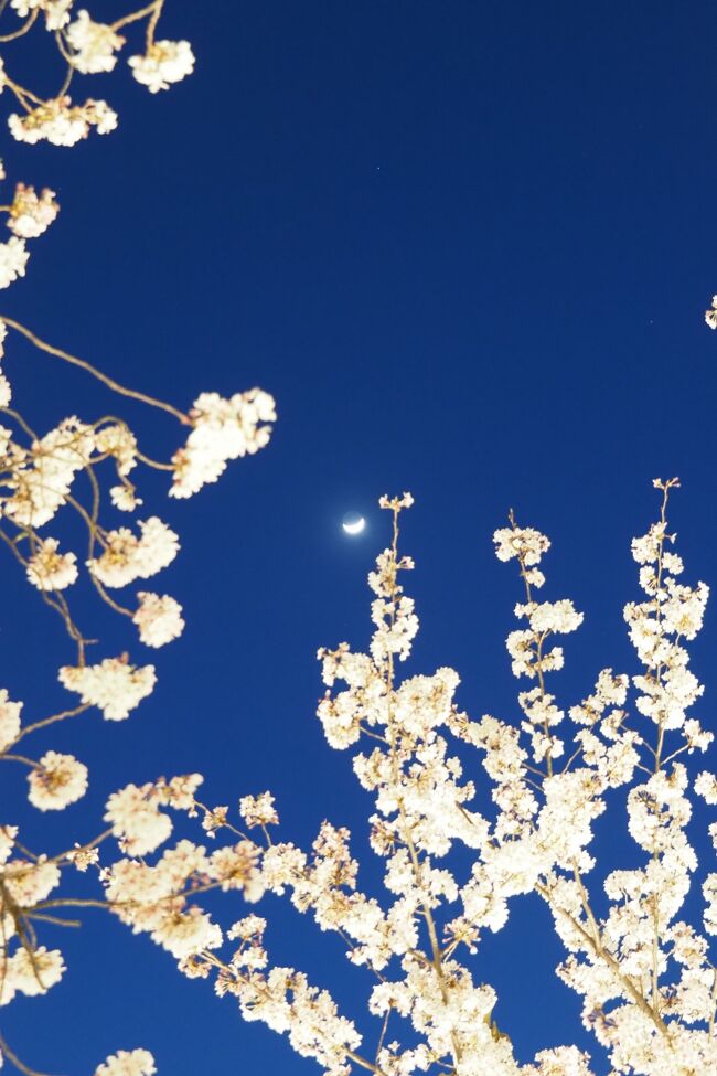 久しぶり 旅空で桜を仰ぎ見る 22春 滋賀 京都へ 東寺夜桜 豪華絢爛 宵空桜絵巻 京都駅周辺 京都 の旅行記 ブログ By ネコパンチさん フォートラベル