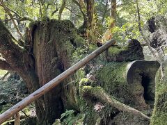 太鼓岩への入り口は白谷雲水峡です。環境協力金の500円を払って入場します。こちらはジブリ映画もののけ姫のシシガミ様のモデル？みたいな朽ちた杉。