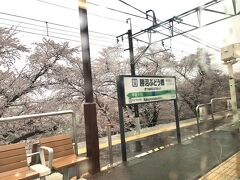 車窓からの景色も電車旅の楽しみ。
行きは気付かなかったのですが見事な桜！
