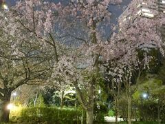 清水谷公園に桜が咲いていました。