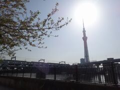 　隅田川へ出てきました。雲一つない、いい天気。そして４月中旬の朝とは思えぬ暑さ！
　我が子には長袖シャツを着せてきたけど、昨日買った半袖の方がちょうどよかったと思えるほどです。
