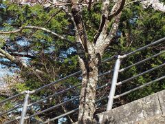 新倉山浅間公園に到着しました。
長い階段を登り続けあと少しで展望デッキです