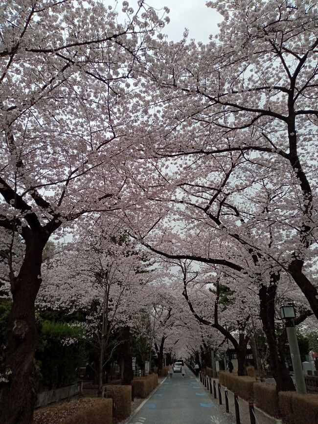 東京2022桜 9 青山霊園 青山 東京 の旅行記 ブログ By アイガーさん フォートラベル 東京2022桜 9 青山霊園 青山 東京 の旅行記 ブログ By アイガーさん フォートラベル