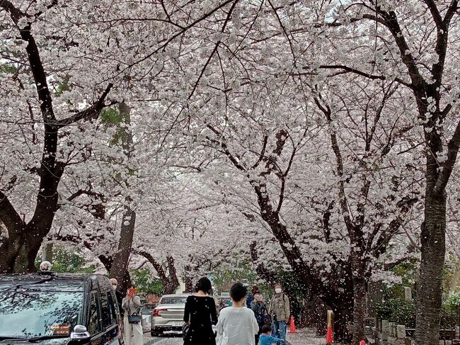東京2022桜 9 青山霊園 青山 東京 の旅行記 ブログ By アイガーさん フォートラベル 東京2022桜 9 青山霊園 青山 東京 の旅行記 ブログ By アイガーさん フォートラベル