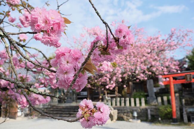 山口保吉「芳花鶴水園の聖地」　山口究宗堂　神風串呂　三河吉野朝　古代神都東三河 中世 - 山口市の歴史文化資源 - 山口市ウェブサイト