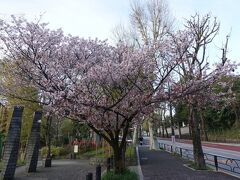 桜が残っていました。