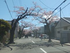 桜ヶ丘通りの桜並木。