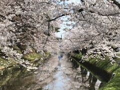 　2022年4月19日（火）旅行１日目の続き　
　弘前城のお堀のそばを通ります。18日開花と言っていましたが、どうしてどうして。こんなに咲いています。良く晴れて暖かいので、開花が進みます。