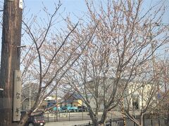 　金木駅にも桜が咲く。