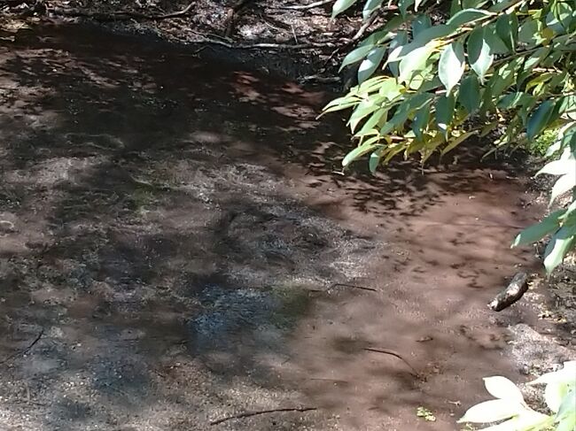 良く見ると、あちこちで湧いてますよ