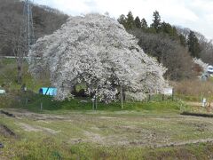 会津若松駅前からまちなか周遊バス「あかべえ」に乗り、飯盛山下で下車。
有名な石部桜にやって来ました。
飯盛山下停留所からここまでの道は分かりにくいので、観光案内所で地図をもらいました。