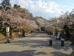 飯盛山下から、まちなか周遊バス「ハイカラさん」で「鶴ヶ城入口」へ。
鶴ヶ城北側の桜を見ました。