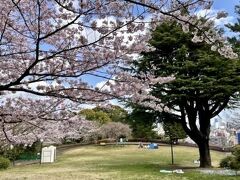 【2022年の桜】

ブラジル移民が沢山いる（地球の真裏）ブラジル（サンパウロ）にも、彼らが持ち込んだ桜が咲いていましたが、やはり日本で見る（本場の）桜は感動的でございました。