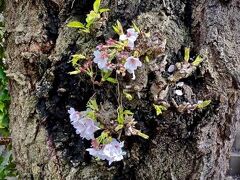 【2022年の桜】

日本の「桜の時期」も、もう遠うに済んでしまいましたが...