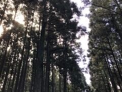 湖尻付近のセラピーロード。雨上がりの木立を歩くと清々しい気持ちになれます。