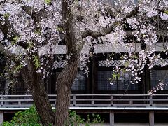 まずは鎌倉駅からほど近い本覚寺
境内に大きな枝垂れ桜があり、鎌倉の中でも早咲きです。クッシーの中ではこの枝垂れ桜の開花が鎌倉に春が来たことを知らせてくれるサインになっています。