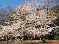 3月27日、東京のソメイヨシノが見頃を迎えた頃、新宿御苑に行ってきました。コロナ禍で桜の時期は予約制。アソビューで予約する形式でした。入園料は500円。
