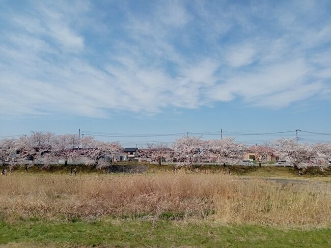 埼玉２０２２桜 ４ こだま千本桜 本庄 上里 埼玉県 の旅行記 ブログ By アイガーさん フォートラベル