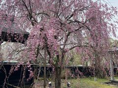角館樺細工伝承館のしだれ桜。