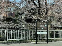10：45伊丹空港に少しだけ早く到着。
半ば諦めていた桜。
車窓から綺麗な桜が見えると「まだ桜咲いてたね～」「よかったね～」と小声で話しながらモノレール、阪急と乗り換えて京都へ。
雪の花から、桜の花へ
冬から春へ　考え深い・・・