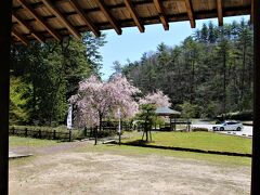 万徳院ガイダンスホールから観た枝垂れ桜