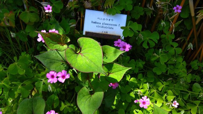 浜名湖春の花リレーとホテルステイ』静岡県の旅行記・ブログ by aho