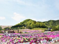 三原市善入寺本谷地区の芝桜の里