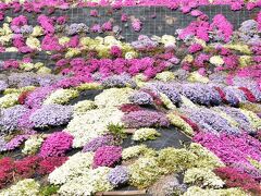 三原市善入寺本谷地区の芝桜の里