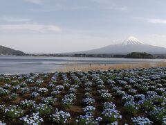 河口湖。ネモフィラ咲いてました。