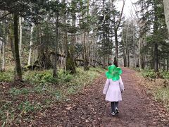 元来た遊歩道を帰ります。
またまたあの倒木が見えて来ました。エゾリスまたいるかな？