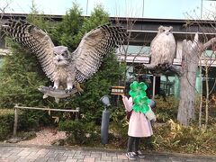 釧路空港へ到着しました。
立派なシマフクロウです。