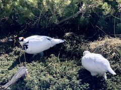 前日、雷鳥がいたみくりが池のベンチの近くに行ってみると・・・やっぱいた！！