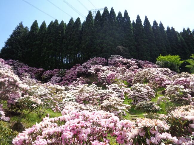 続 山のあなたの空遠く 奥八女の旅 ミヤシノシャクナゲ園 八女津媛神社 黒木大藤まつり 八女 筑後 福岡県 の旅行記 ブログ By Decoさん フォートラベル