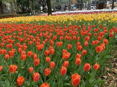 山下公園ではよこはま花壇展も行われており、気分良く散歩ができました。
そしてラッキーなことに日差しが出てきたので横浜公園まで。