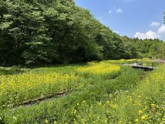 菜の花の路