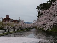この期間は弘前駅から弘前公園へバスがピストン輸送していました。
弘前公園へ着くと、弘前城のお堀が満開の桜で埋まっていました。
やや桜は散っていましたが、堀の水に桜の花びらが多く浮いていて、これもまた見ごたえがあります。