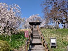 8:50　高瀬の大木（ケヤキ）と言う景勝地
ただし、駐車場はないので路肩に駐車